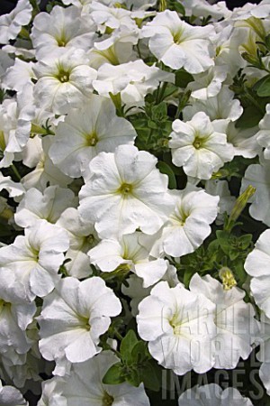 Petunia 'Ray White'